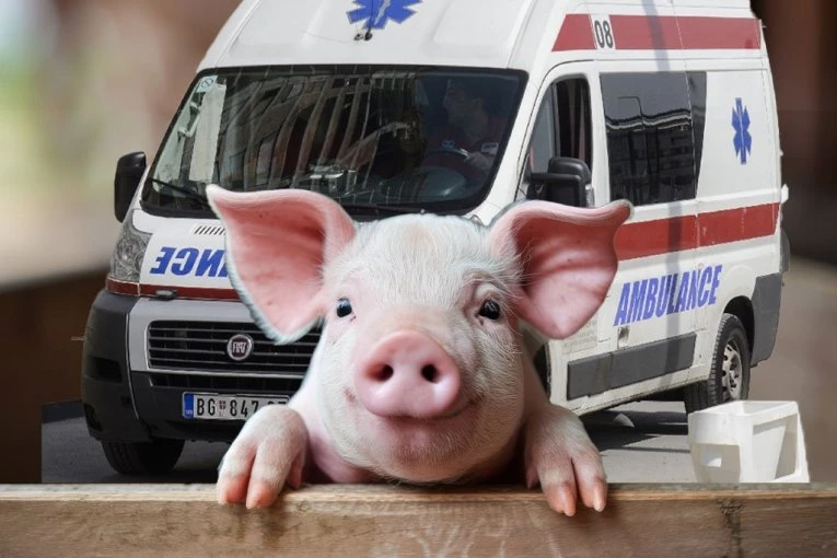 HRANILA SVINJU, PA JE ŽIVOTINJA IZUJEDALA PO LICU! Žena iz Prokuplja hitno završila na odeljenju plastične hirurgije - evo u kakvom se stanju nalazi!