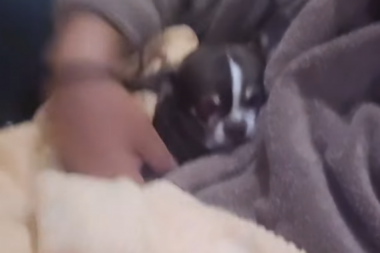 MIlan Milošević instagram story Elita Zadruga