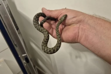 ČOVEK PRONAŠAO ZMIJU U AUTOMOBILU! Sutradan ga je zatekao ŠOK u stanu - ODMAH POTRAŽIO POMOĆ! (FOTO)
