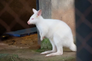 "KAD JE MALA BELA PAHULJA IZVIRILA - SVI SMO BILI ŠOKIRANI!" Beo zoo-vrt dobio najneobičniju prinovu! Ovo je prava retkost! Sada se SVI BRINU O NJOJ! (FOTO)