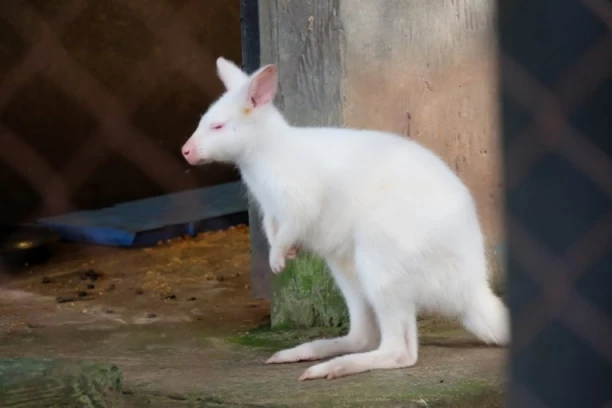 "KAD JE MALA BELA PAHULJA IZVIRILA - SVI SMO BILI ŠOKIRANI!" Beo zoo-vrt dobio najneobičniju prinovu! Ovo je prava retkost! Sada se SVI BRINU O NJOJ! (FOTO)