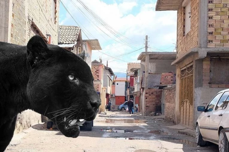 POLICIJA I LOVCI NA TERENU Crni panter viđen u atarima kod Srbije, životinja je opasna