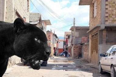 POLICIJA I LOVCI NA TERENU Crni panter viđen u atarima kod Srbije, životinja je opasna