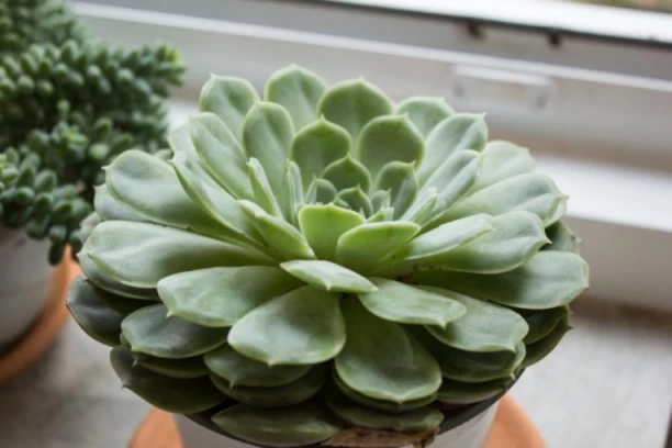 UJUTRU JE JELA LIST ČUVARKUĆE PRE DORUČKA I KAFE: Niko nije očekivao ovakve promene posle samo 7 dana konzumiranja