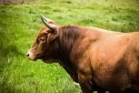 PRVO MU JE IZBO NOGU, A ONDA GA JE IZMASAKRIRAO PRED SVIMA: Razjareni bik ubio nemoćnog čoveka (UZNEMIRUJUĆI SNIMAK)