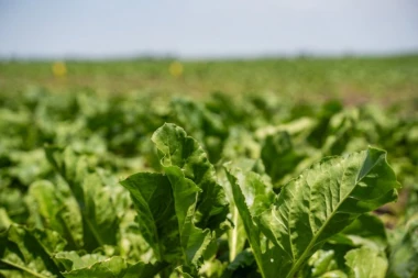 Sunoko ove godine planira proizvodnju 170.000 tona šećera