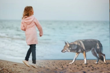 OVO JE VUK KOJI JE UJEO DEVOJČICU (5) IZ BEOGRADA! Tumara plažama u Grčkoj: "IZBEGAVAJTE ŠETNJE SA PSIMA" (VIDEO)