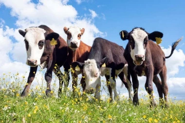 DETE ZAMALO NASTRADALO OD STAMPEDA KRAVA! Stoka se zaletela na devojčicu nasred ulice! (VIDEO)