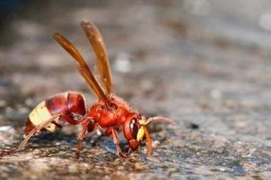 PANIKA! OPASNI INSEKT STIGAO U NAŠ KOMŠILUK! Ubod može da bude i smrtonosan!