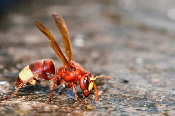 PANIKA! OPASNI INSEKT STIGAO U NAŠ KOMŠILUK! Ubod može da bude i smrtonosan!