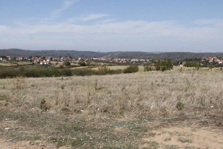 Cecina njiva na Avali, u mestu Zuce