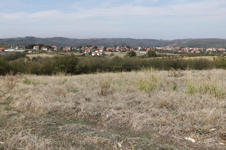 Cecina njiva na Avali, u mestu Zuce