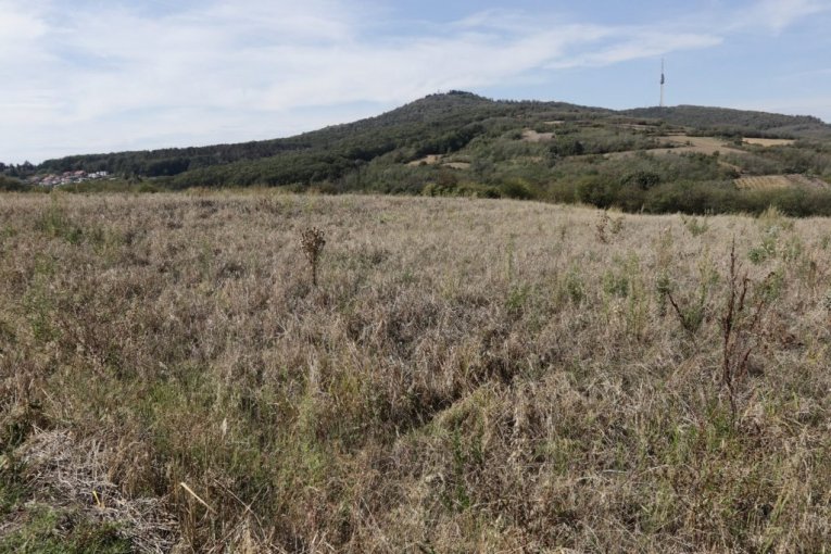 Cecina njiva na Avali, u mestu Zuce