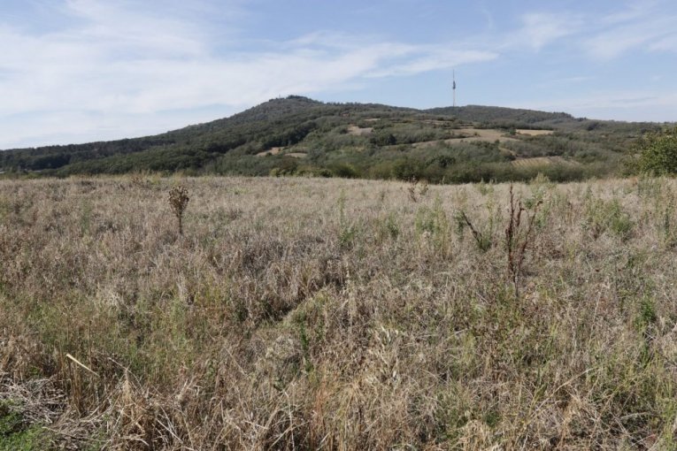 Cecina njiva na Avali, u mestu Zuce