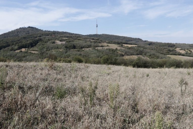 Cecina njiva na Avali, u mestu Zuce