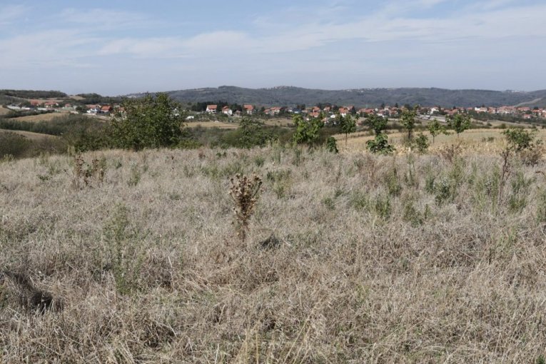 Cecina njiva na Avali, u mestu Zuce
