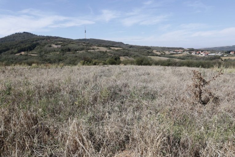 Cecina njiva na Avali, u mestu Zuce