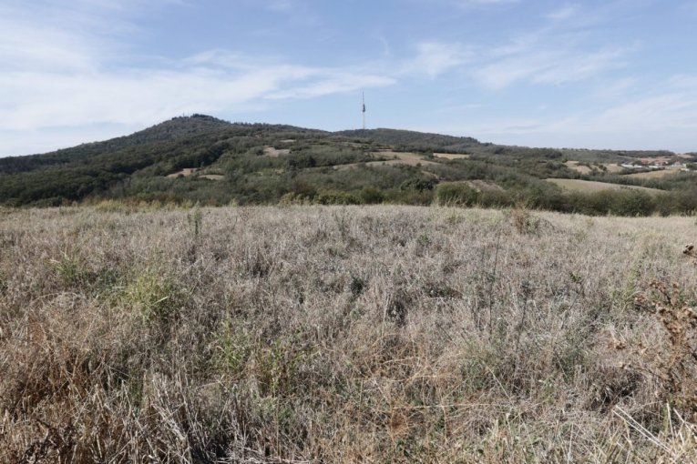 Cecina njiva na Avali, u mestu Zuce