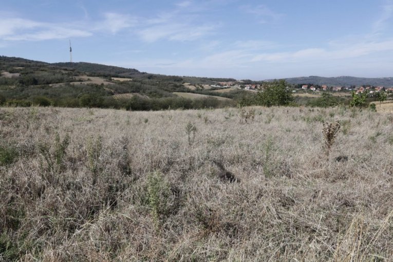 Cecina njiva na Avali, u mestu Zuce