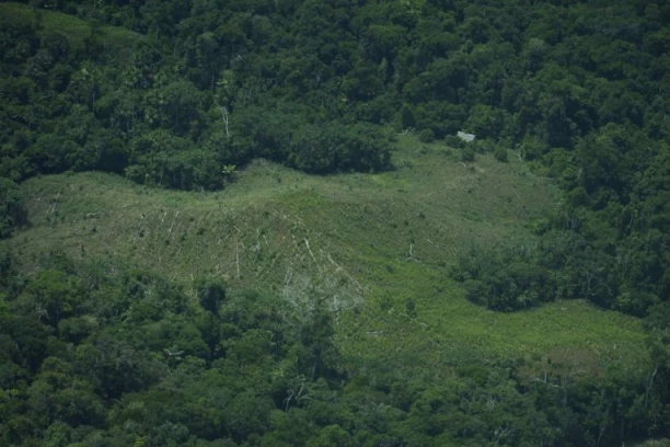 AMAZON ZAPREPASTIO NAUČNIKE: Pratili promene u prašumi 30 godina, pa došli do šokantnog zaključka