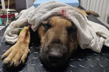 MUŠKARAC BRUTALNO IZUDARAO PSA MOTKOM PO GLAVI I TELU! Horor u Priboju: Veterinari mu se danima borili za život!