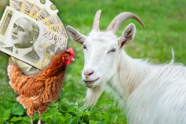 SRBI SMISLILI NOV BIZNIS: Zarađuju od iznajmljivanja kokošaka i koza