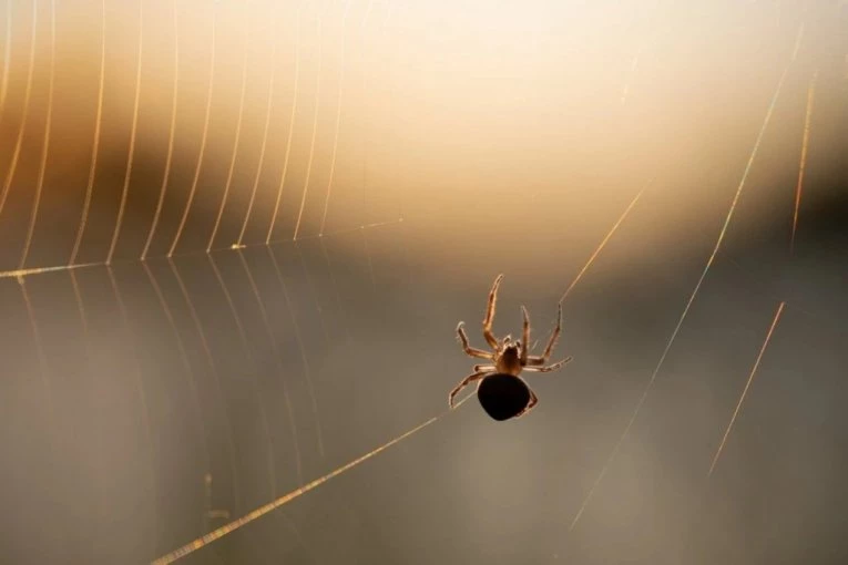 Uradite OVO i više nećete videti paukove i insekte u kući: Pet načina da se oslobodite buba! (VIDEO)