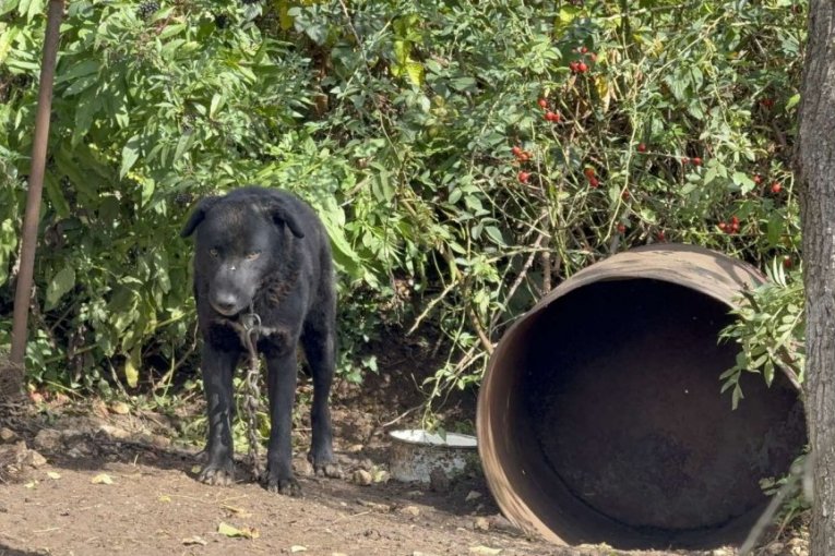 Rodna kuća Halida Bešlića