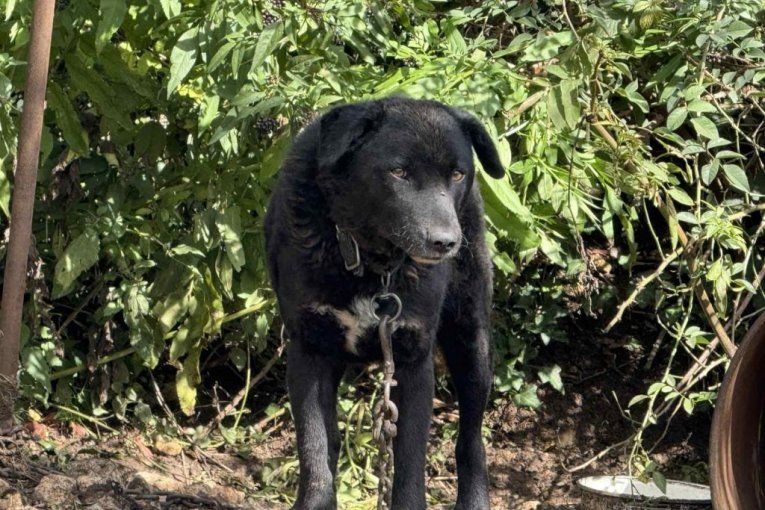 Rodna kuća Halida Bešlića