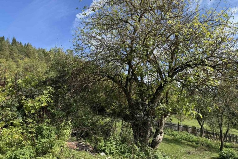 Rodna kuća Halida Bešlića