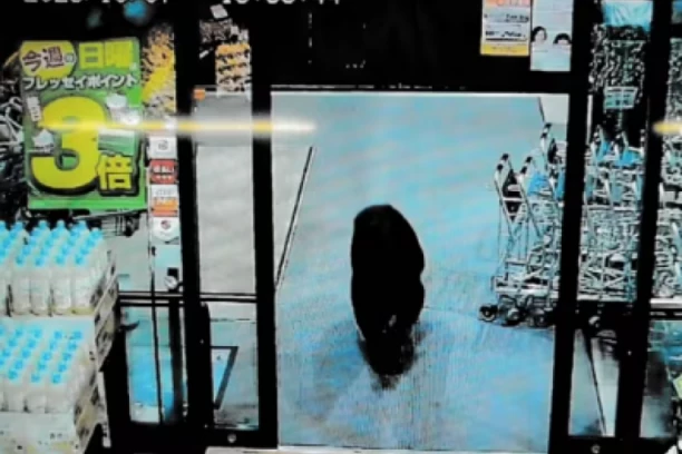 MEDVED UPAO U SUPERMARKET: Ljudi bežali glavom bez obzira - ima povređenih! (VIDEO)