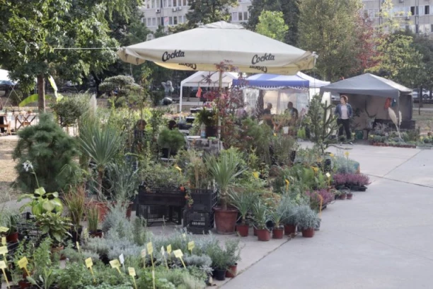 Završen sajam cveća! U parku Manjež raritet paprati kojom su se sladili dinosaurusi u ledenom dobu! (GALERIJA)