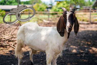 "UHAPŠENA" KOZA! Nije šala: Drama u zoološkom vrtu!