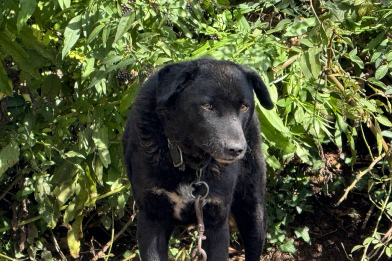 Pas Halida Bešlića