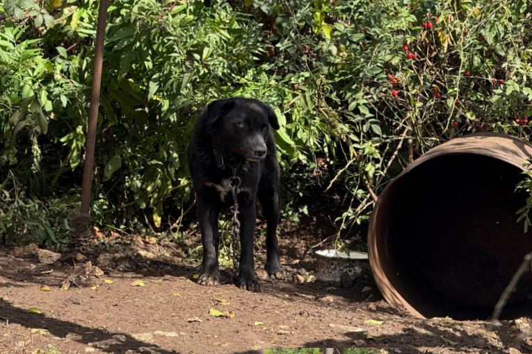 Pas Halida Bešlića