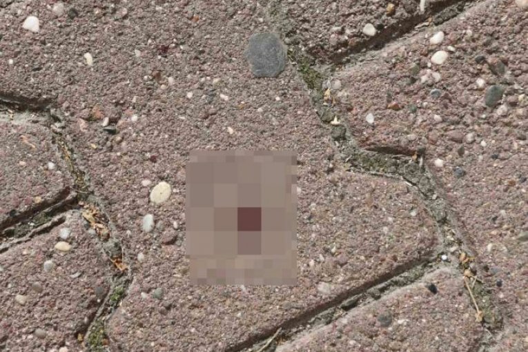 Pronađena mrtva beba u Novom Sadu