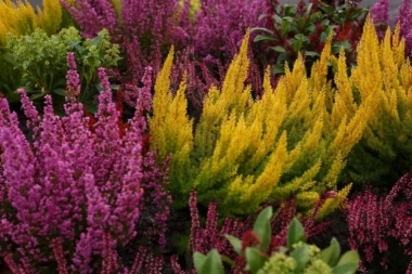 BILJKA koja cveta i tokom zime: Mraz joj ništa ne može, idealna je i za početnike