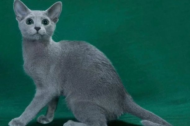 VELIKA MEĐUNARODNA IZLOŽBA MAČAKA: U Beogradu defile najlepših maca sveta