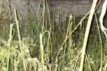 "ZAPLENJENO 200 KG MARIHUANE, ALI SVE UKAZUJE DA JE KOLIČINA VEĆA!" Velika akcija policije kod Loznice, oglasio se Dačić! (FOTO)