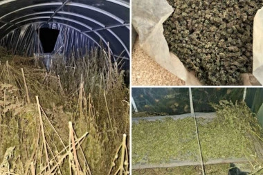 KUPIO NAPUŠTENO IMANJE, PA GA PRETVORIO U FABRIKU DROGE! U Loznici rekordna zaplena marihuane, meštani otkrili detalje: "Taj čovek se pojavio pre četiri godine..."