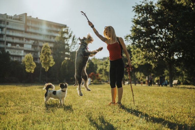 GREAT NEWS FOR ALL DOG OWNERS: This City Pays Up to 75 Euros for Pets, Here Are the Conditions You Need to Meet to Get a Subsidy!