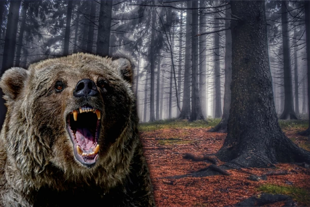 GENIJALNA ILI KATASTROFALNA IDEJA? Evo kako je država rešila da zaustavi smrtonosne napade MEDVEDA na ljude i životinje