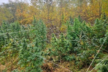 UHAPŠEN OTAC I SIN KOD KRUŠEVCA! U dvorištu gajili 37 stabljika marihuane, na tavanu pronađen i KOKAIN! (FOTO)