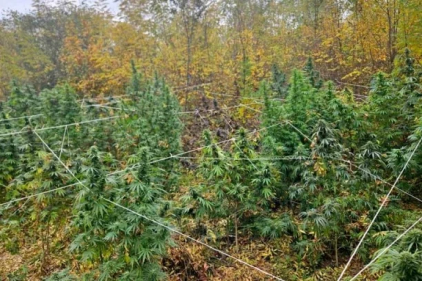 UHAPŠEN OTAC I SIN KOD KRUŠEVCA! U dvorištu gajili 37 stabljika marihuane, na tavanu pronađen i KOKAIN! (FOTO)