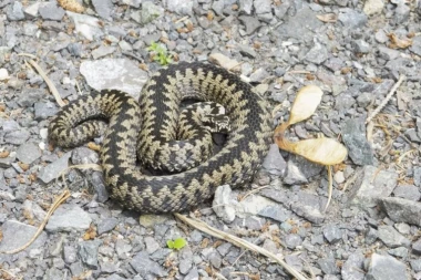 OPASNA OTROVNICA U BATOČINI! Šarka ušla u naselje - evo šta da radite ako je sretnete!