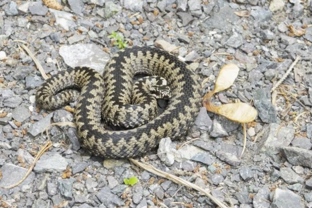PEVAČICA (26) UMRLA POSLE UJEDA ZMIJE: Hitno morala da se oglasi bolnica, a svi je znamo iz OVOG muzičkog takmičenja!