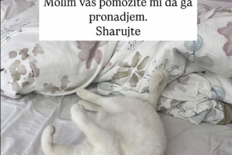 Ani Lazarević nestao mačak Cicko