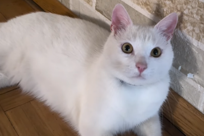 Ani Lazarević nestao mačak Cicko