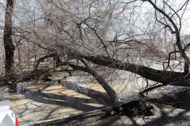 SNAŽNO NEVREME OBORILO DRVO NA AUTO-PUTU NOVI SAD - BEOGRAD! Najgore tek sledi! (FOTO)