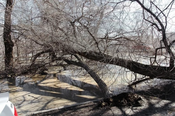 SNAŽNO NEVREME OBORILO DRVO NA AUTO-PUTU NOVI SAD - BEOGRAD! Najgore tek sledi! (FOTO)